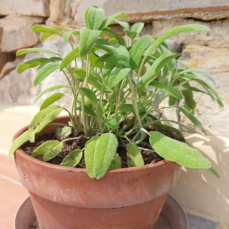 Il Nido Del Viaggiatore Vallebona