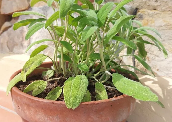 Il Nido Del Viaggiatore Vallebona